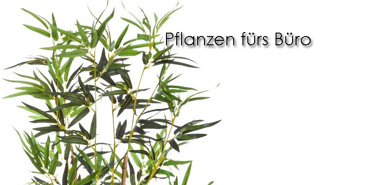 Pflanzen fürs Büro