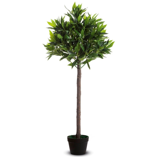olivenbaum