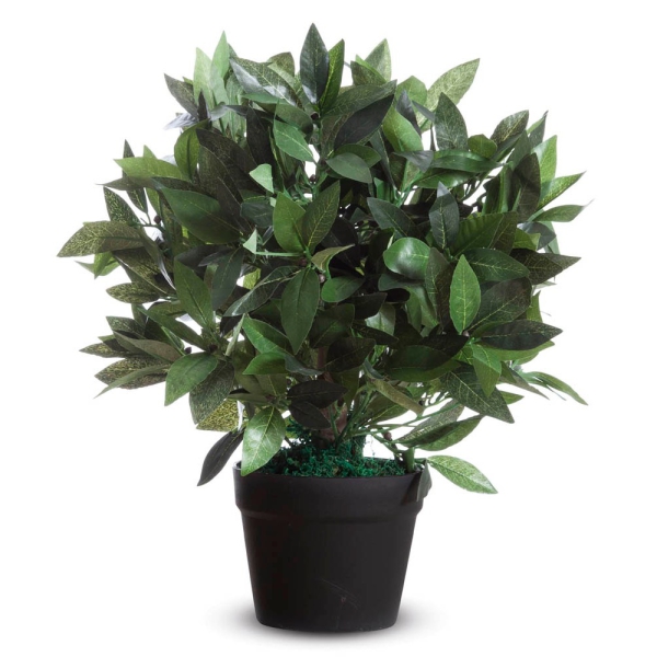 loorbeerbaum