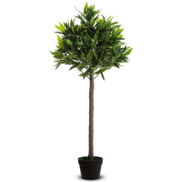 olivenbaum